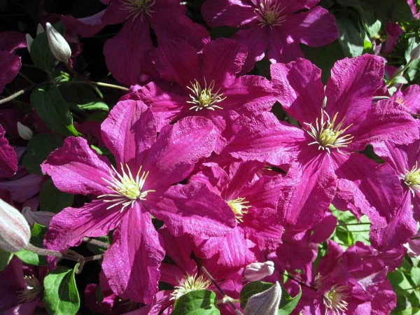 Clematis Remembrance