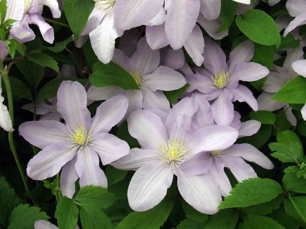Clematis Silver Moon