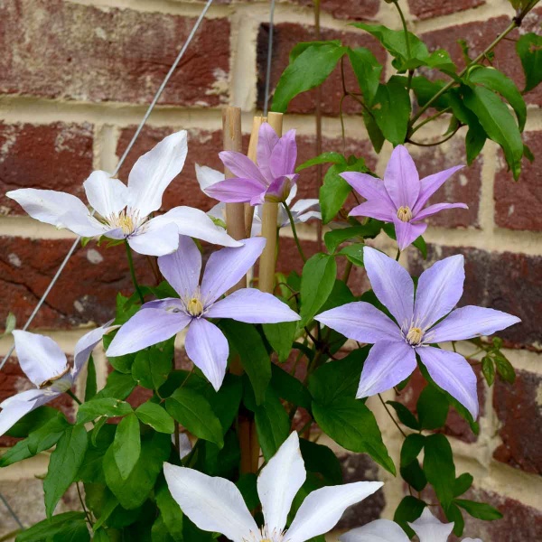 Clematis SUGAR SWEET BLUE 'Scented Clem'