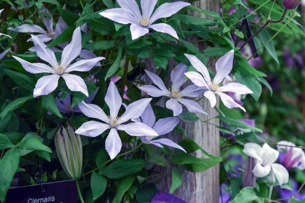 Clematis SUGAR SWEET BLUE 'Scented Clem'