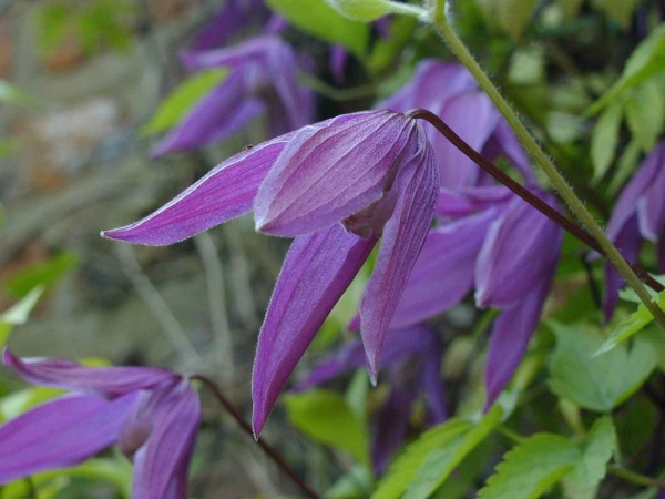 Clematis Tage Lundell