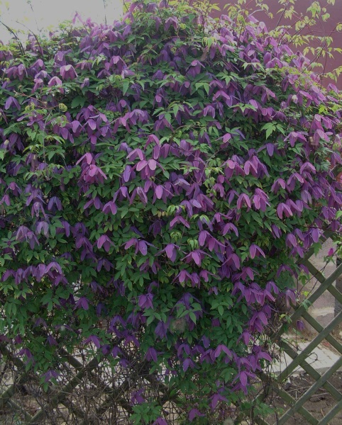 Clematis Tage Lundell