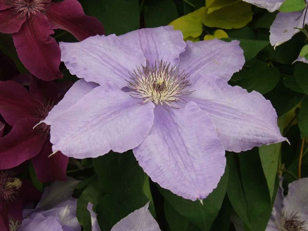 Clematis William Kennett