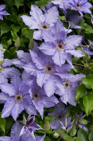 Clematis William Kennett