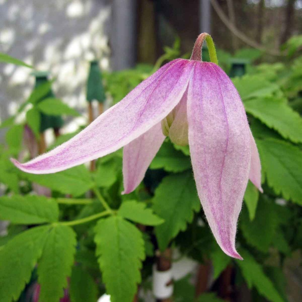 Clematis Willy