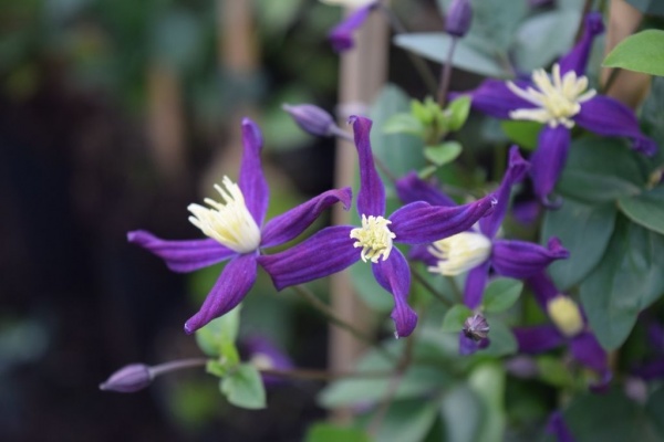 Clematis x aromatica