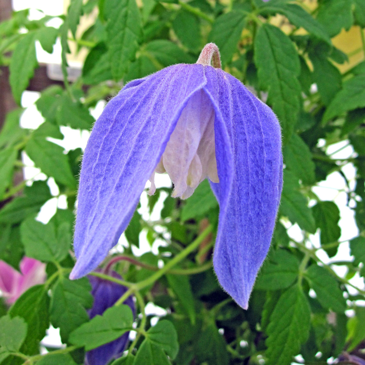 Clematis Bredon Blue Superior Quality Climbers - thorncroftclematis.co.uk