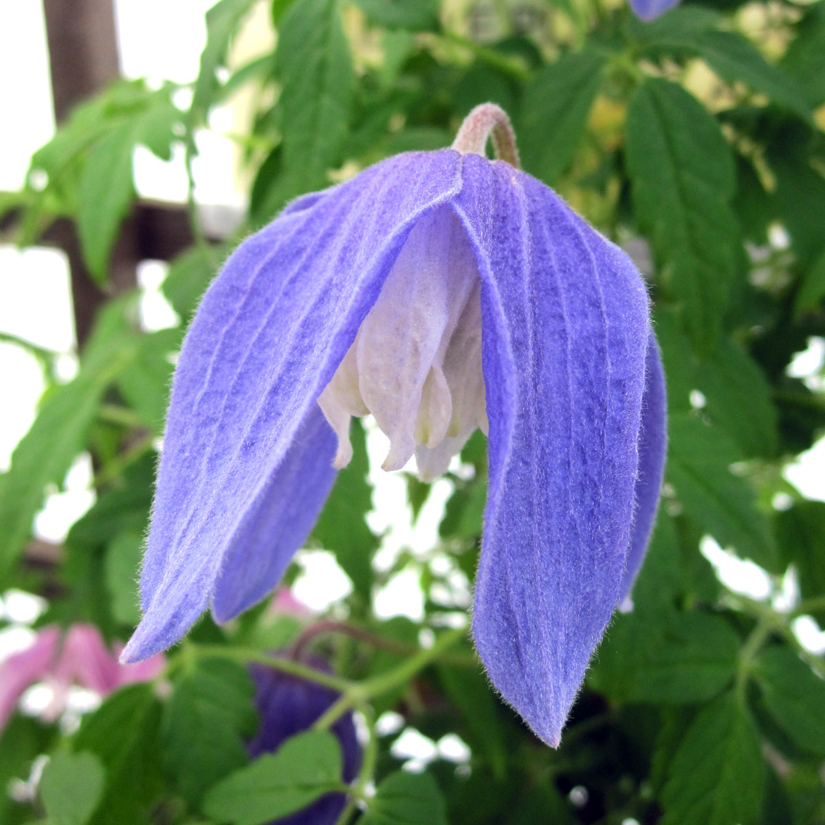 Clematis Bredon Blue Superior Quality Climbers - thorncroftclematis.co.uk