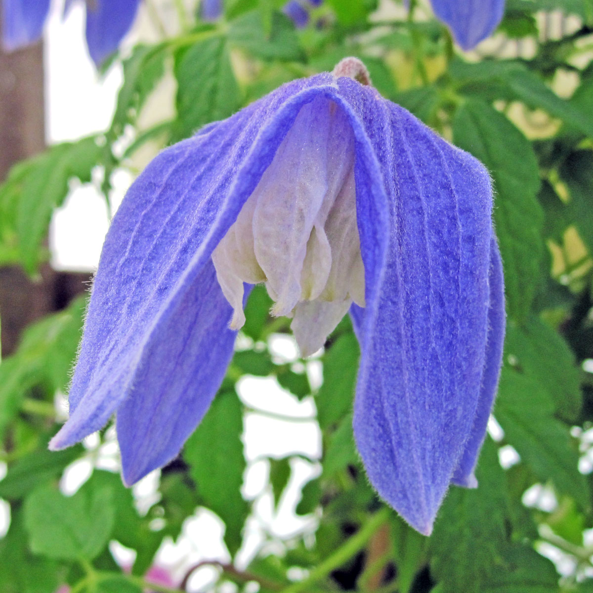 Clematis Bredon Blue Superior Quality Climbers - thorncroftclematis.co.uk