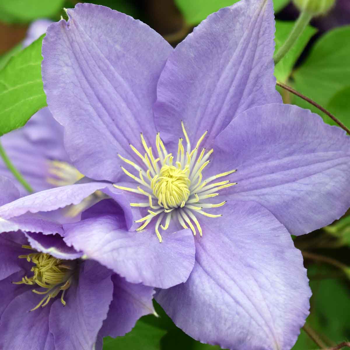 Clematis CEZANNE Evipo023