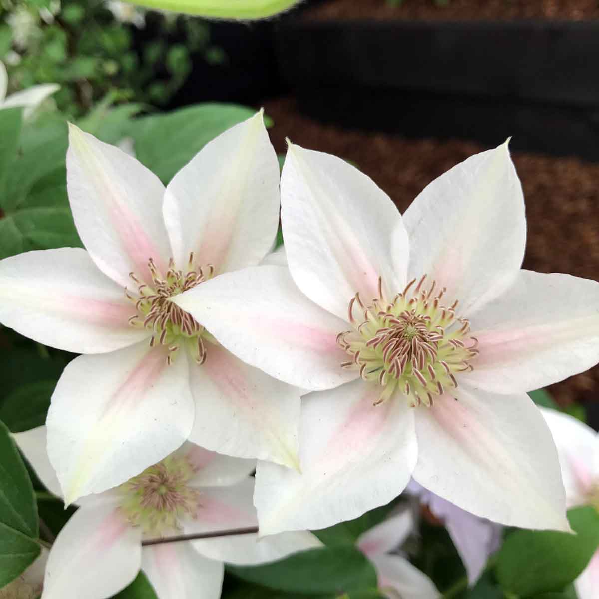 Clematis CORINNE Evipo063 Superior Quality Climbers ...