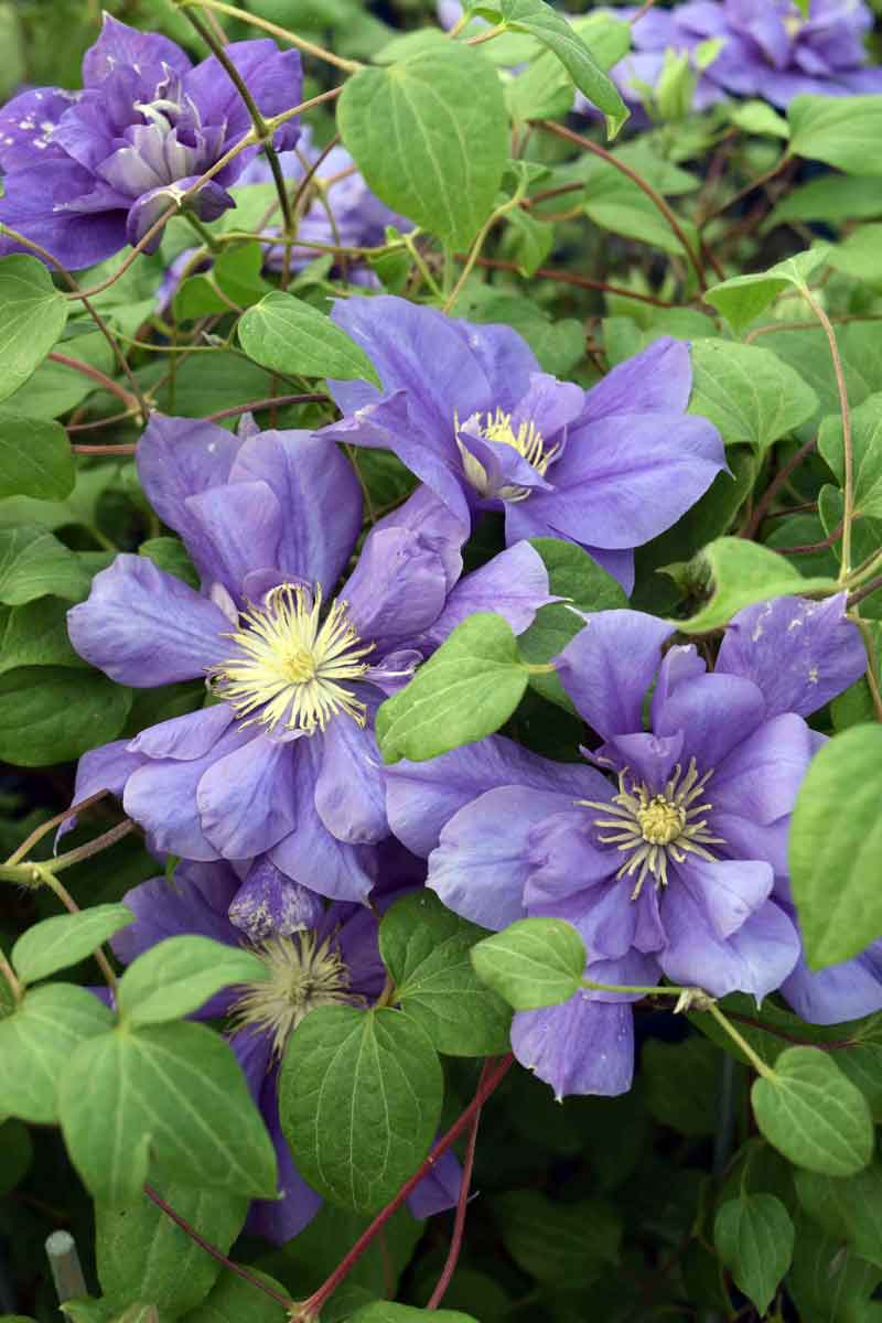 Clematis FRANZISKA MARIA Evipo008 Superior Quality Climbers ...