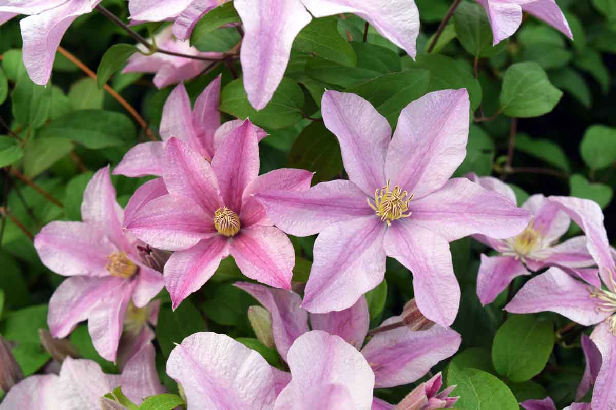 Clematis SALLY Evipo077 Superior Quality Climbers - thorncroftclematis ...