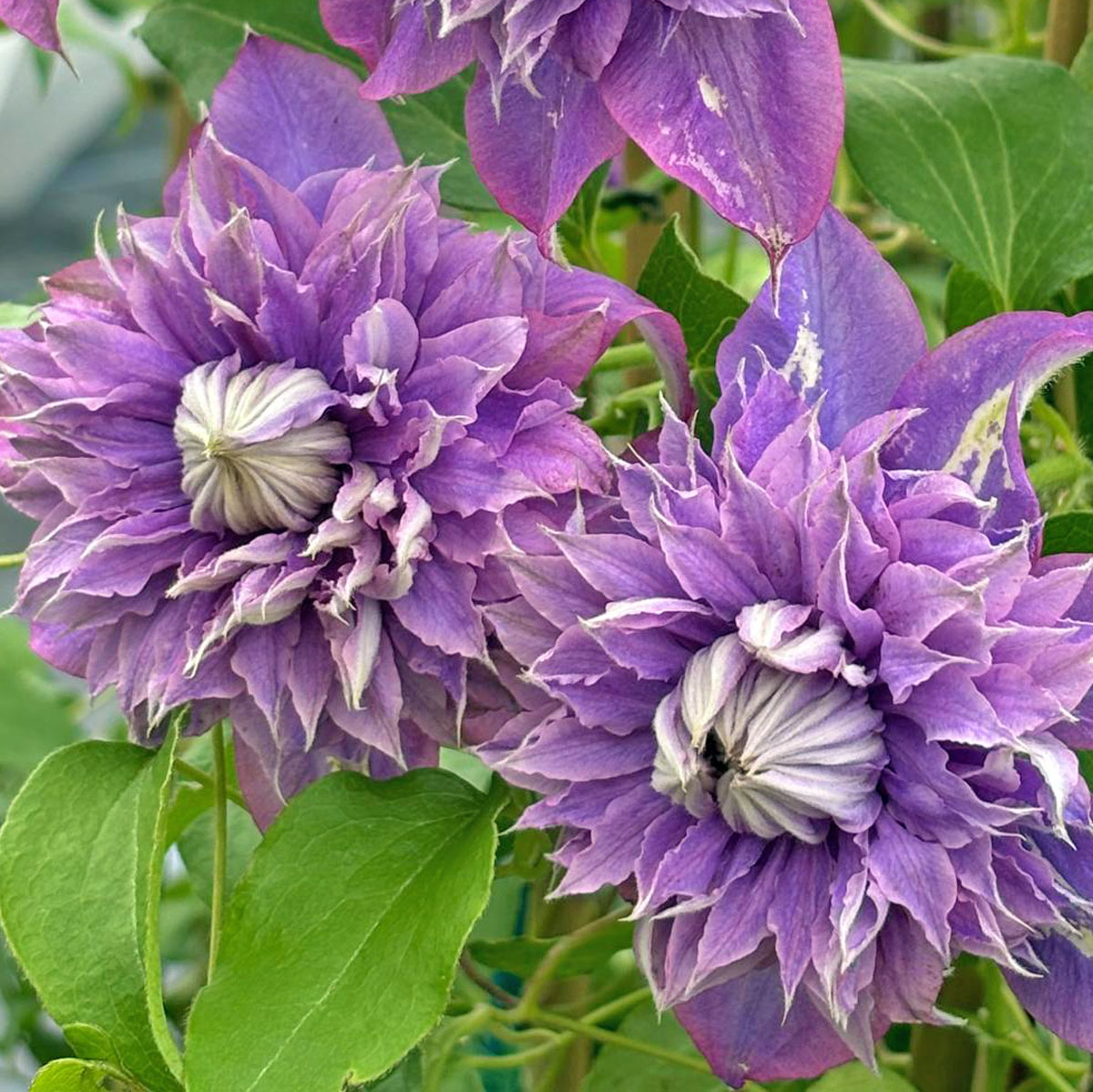 Clematis DIAMANTINA Evipo039