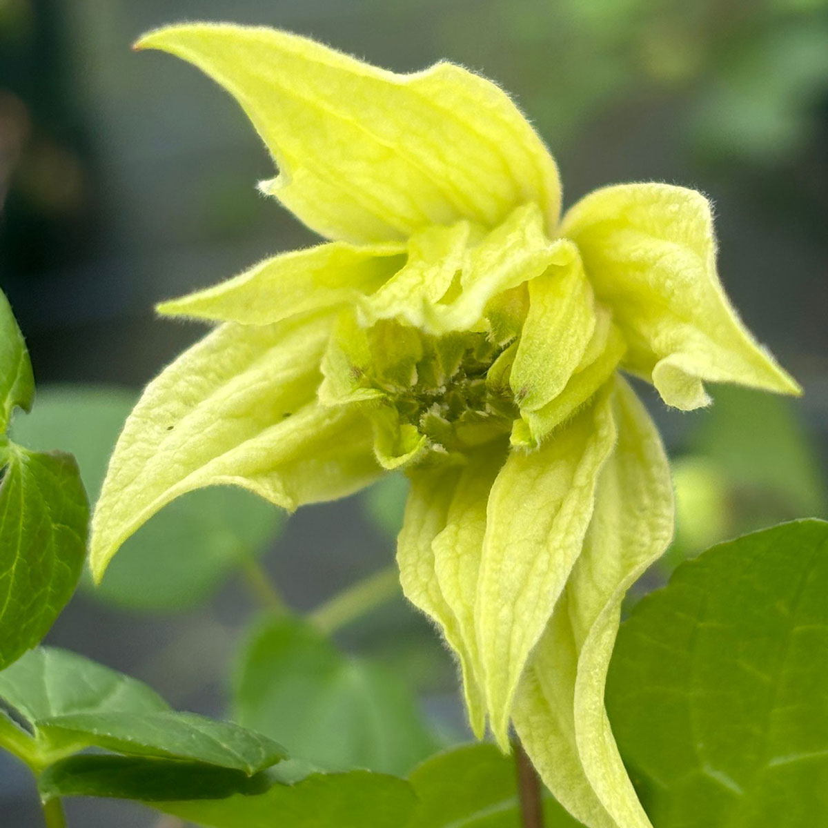 Clematis Golden Dream