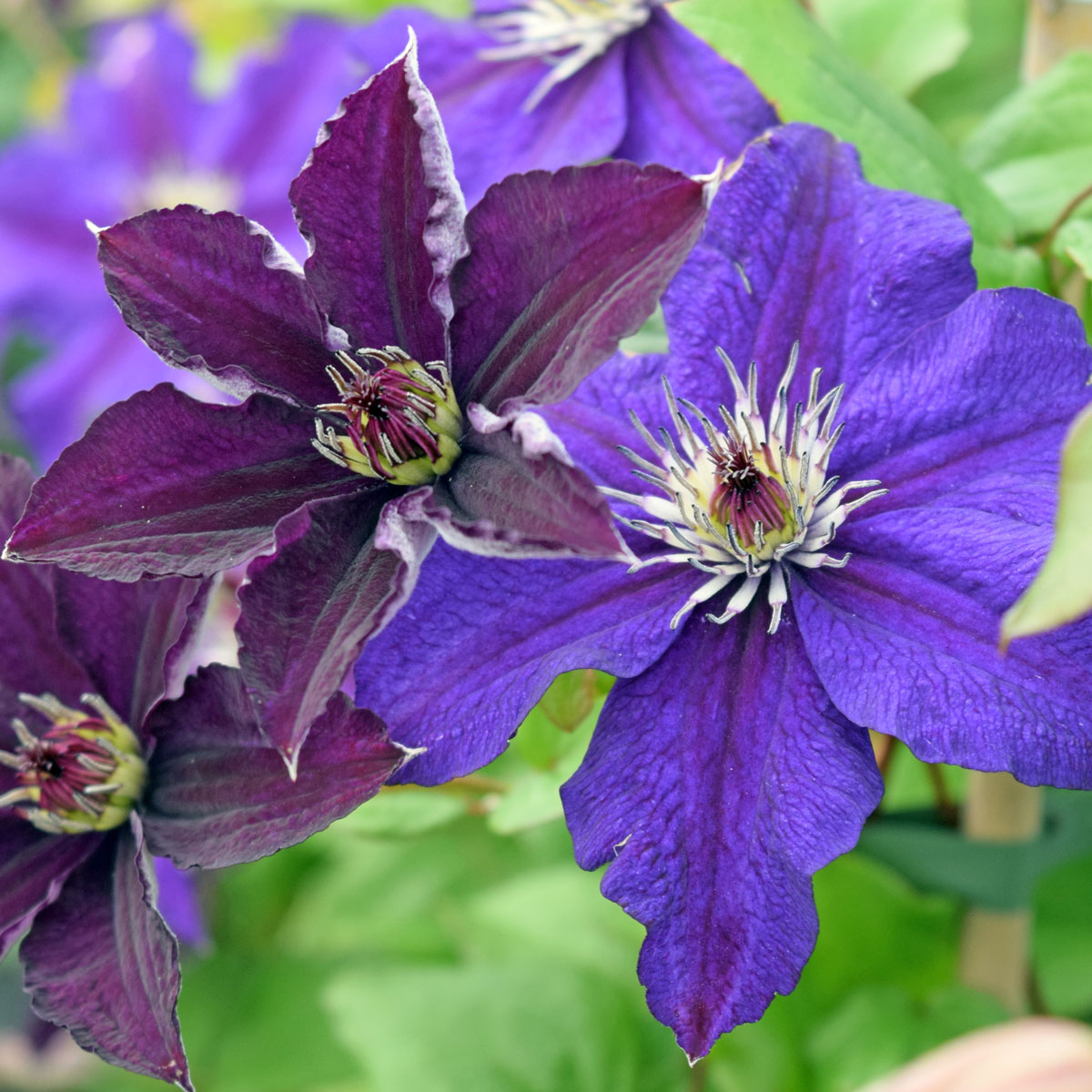 Clematis HAPPY BIRTHDAY 'Zohapbi'