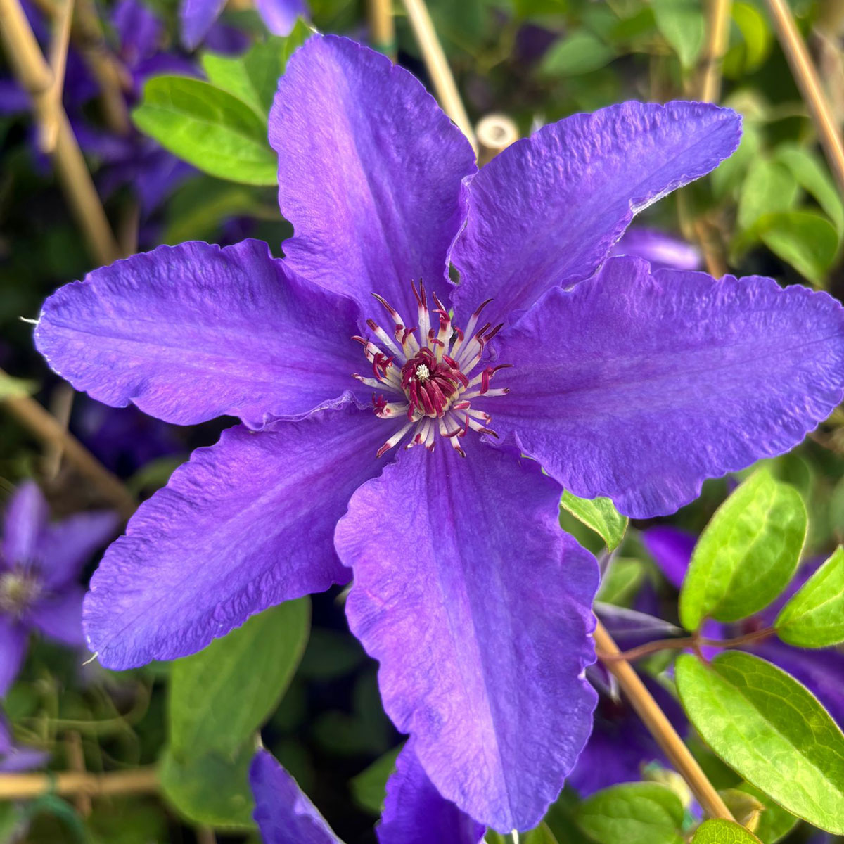 Clematis LINDSAY EvisGsy152