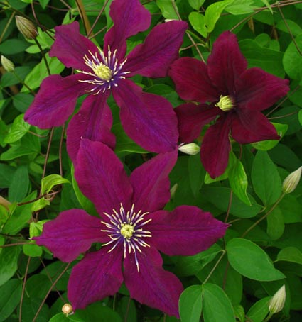 Clematis ROSEMOOR Evipo002