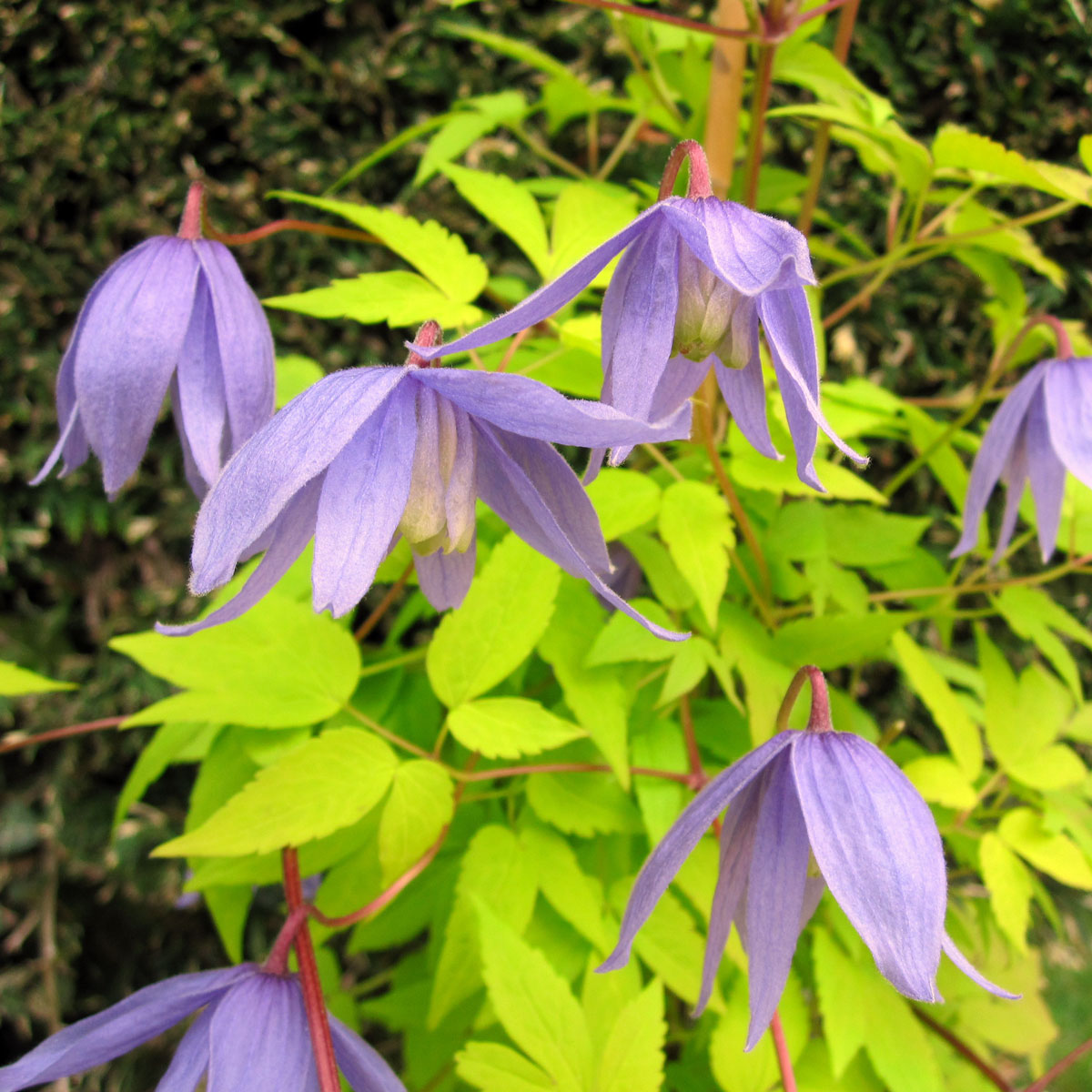 Clematis Stolwijk Gold Superior Quality Climbers - thorncroftclematis.co.uk