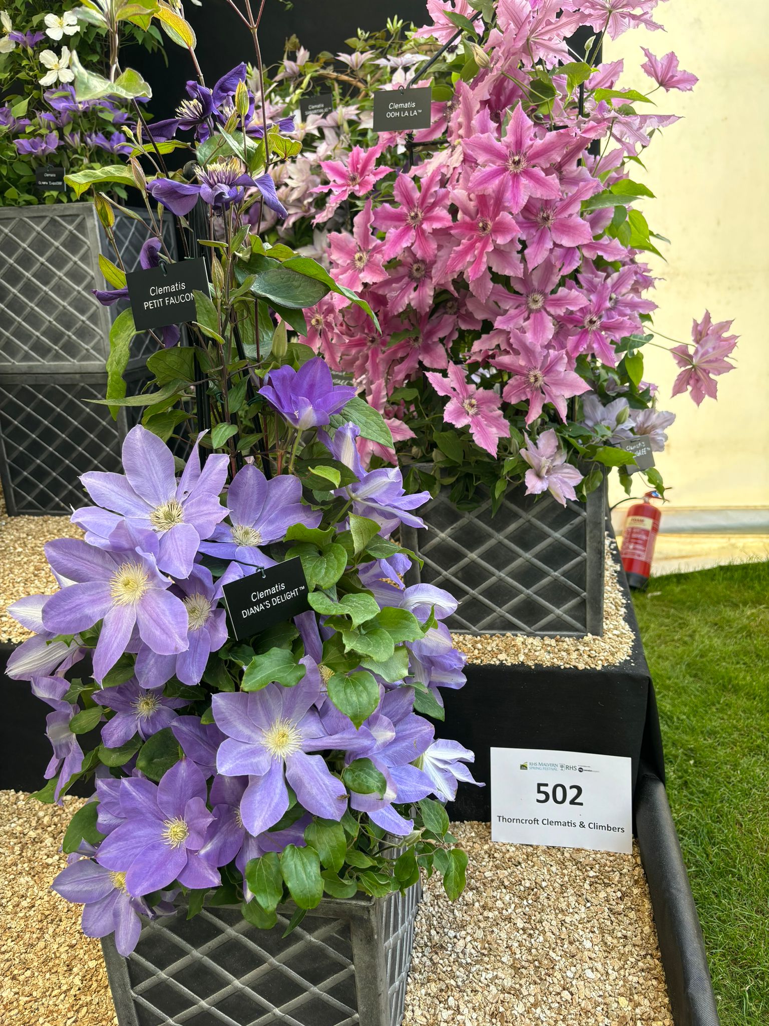 Malvern 2024 Gold Medal Superior Quality Climbers - thorncroftclematis ...