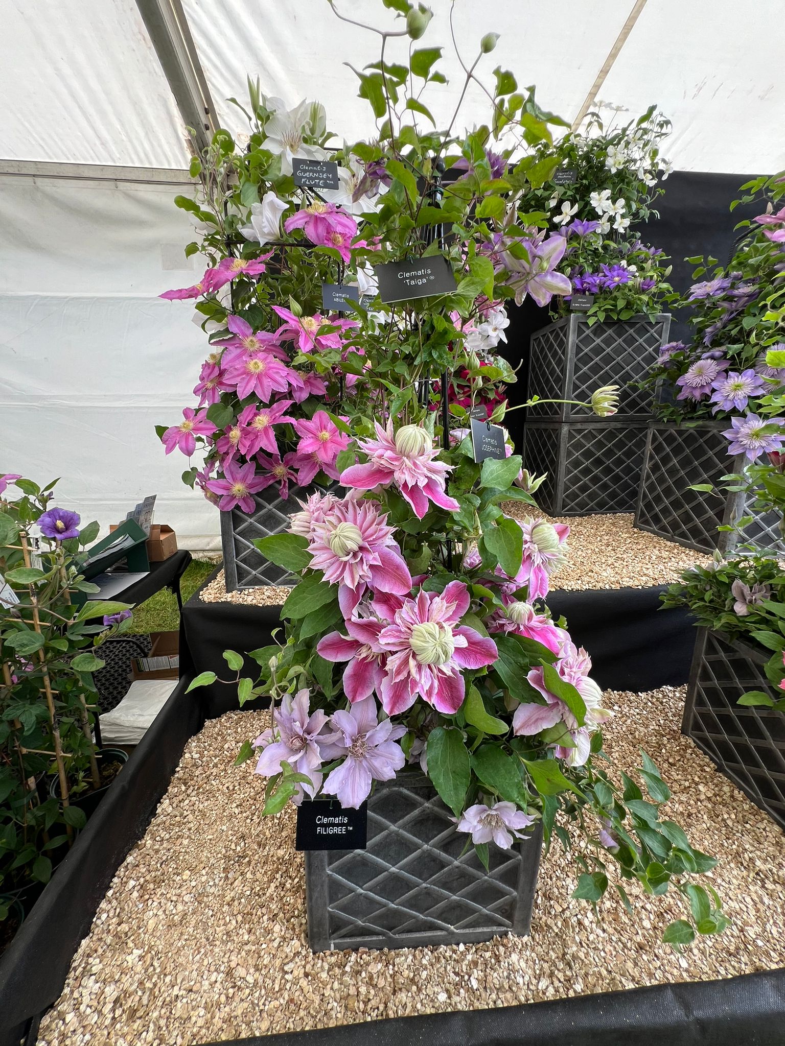 Malvern 2024 Gold Medal Superior Quality Climbers - thorncroftclematis ...