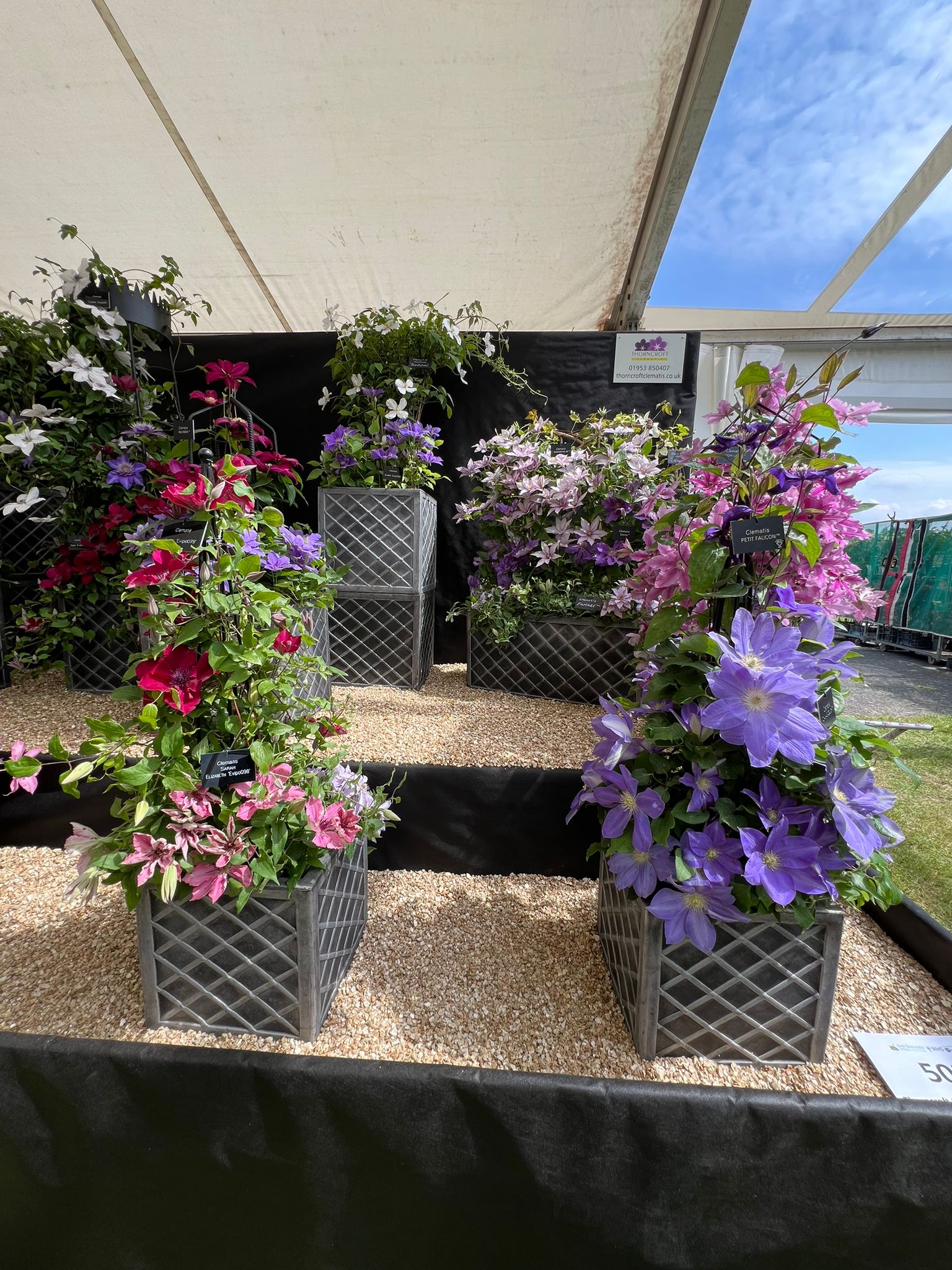 Malvern 2024 Gold Medal Superior Quality Climbers - thorncroftclematis ...