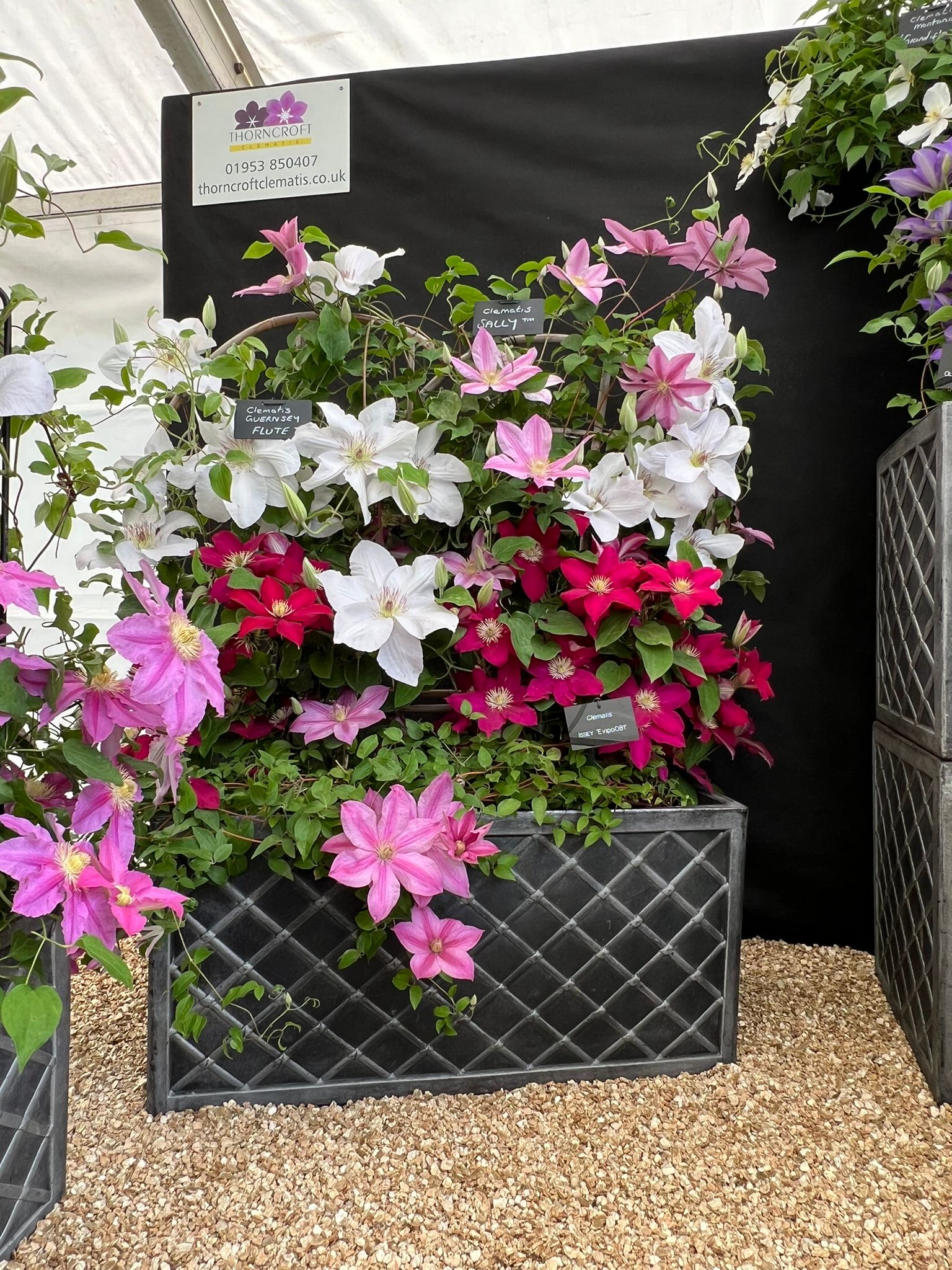 Malvern 2024 Gold Medal Superior Quality Climbers - thorncroftclematis ...