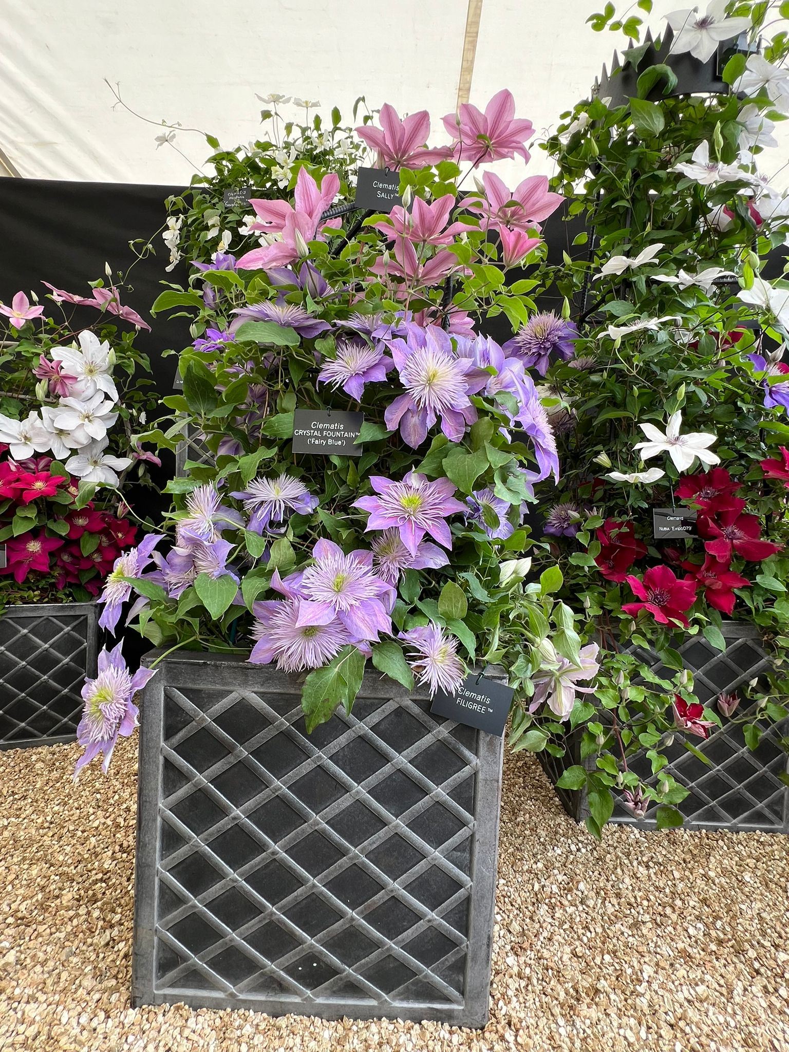 Malvern 2024 Gold Medal Superior Quality Climbers - thorncroftclematis ...