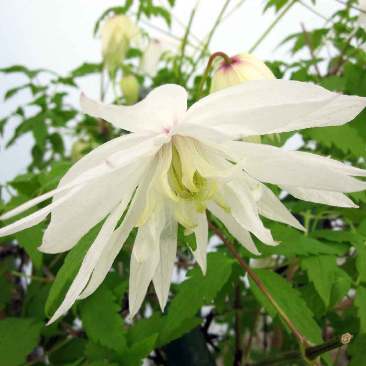 Clematis Albina Plena Superior Quality Climbers - thorncroftclematis.co.uk