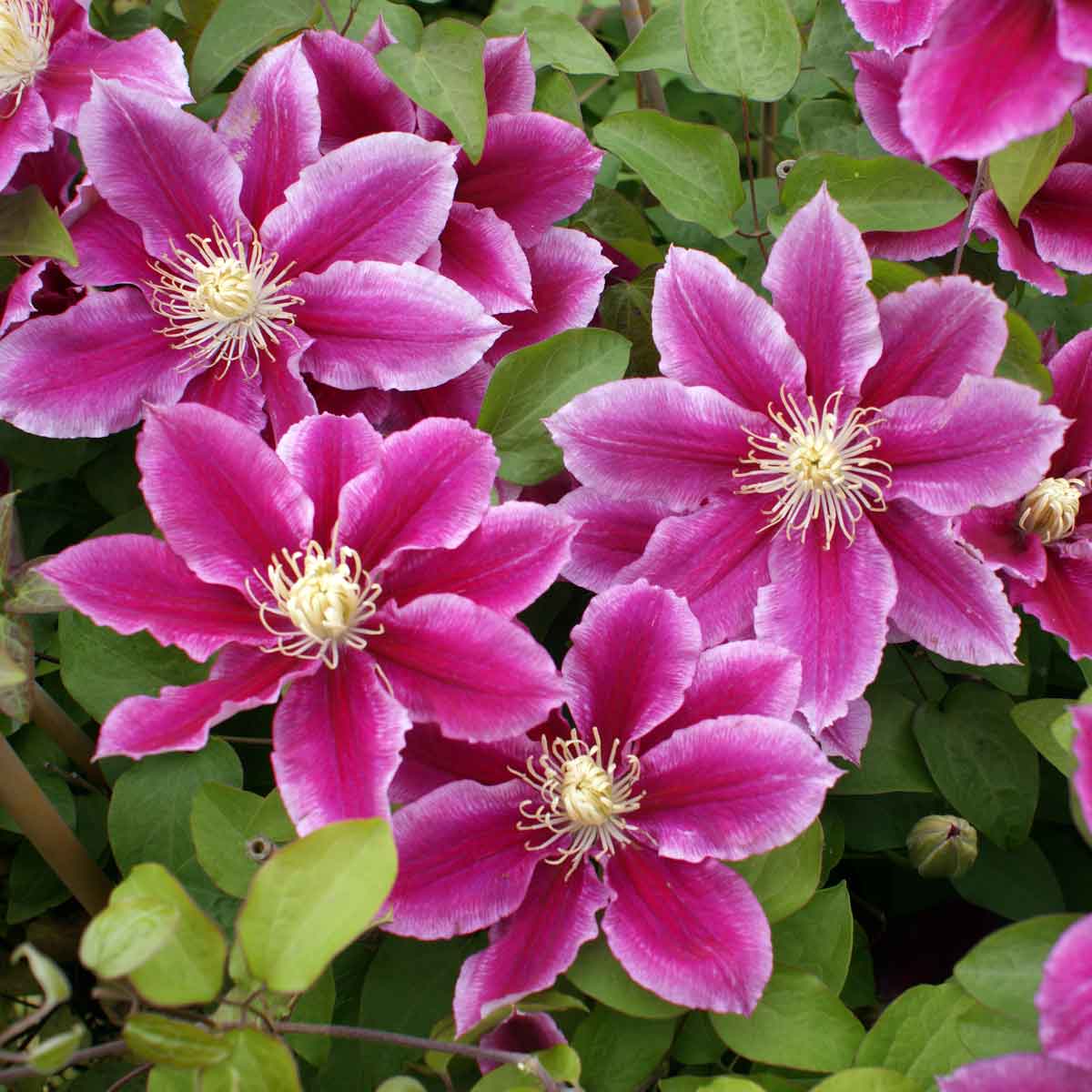 Clematis ANGELA Zoang Superior Quality Climbers - thorncroftclematis.co.uk