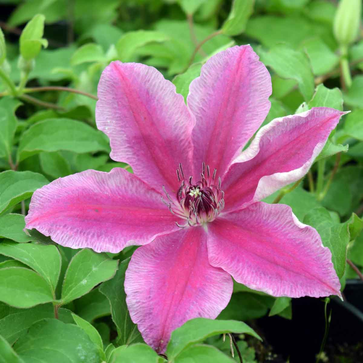 Clematis Carnaby Superior Quality Climbers - thorncroftclematis.co.uk