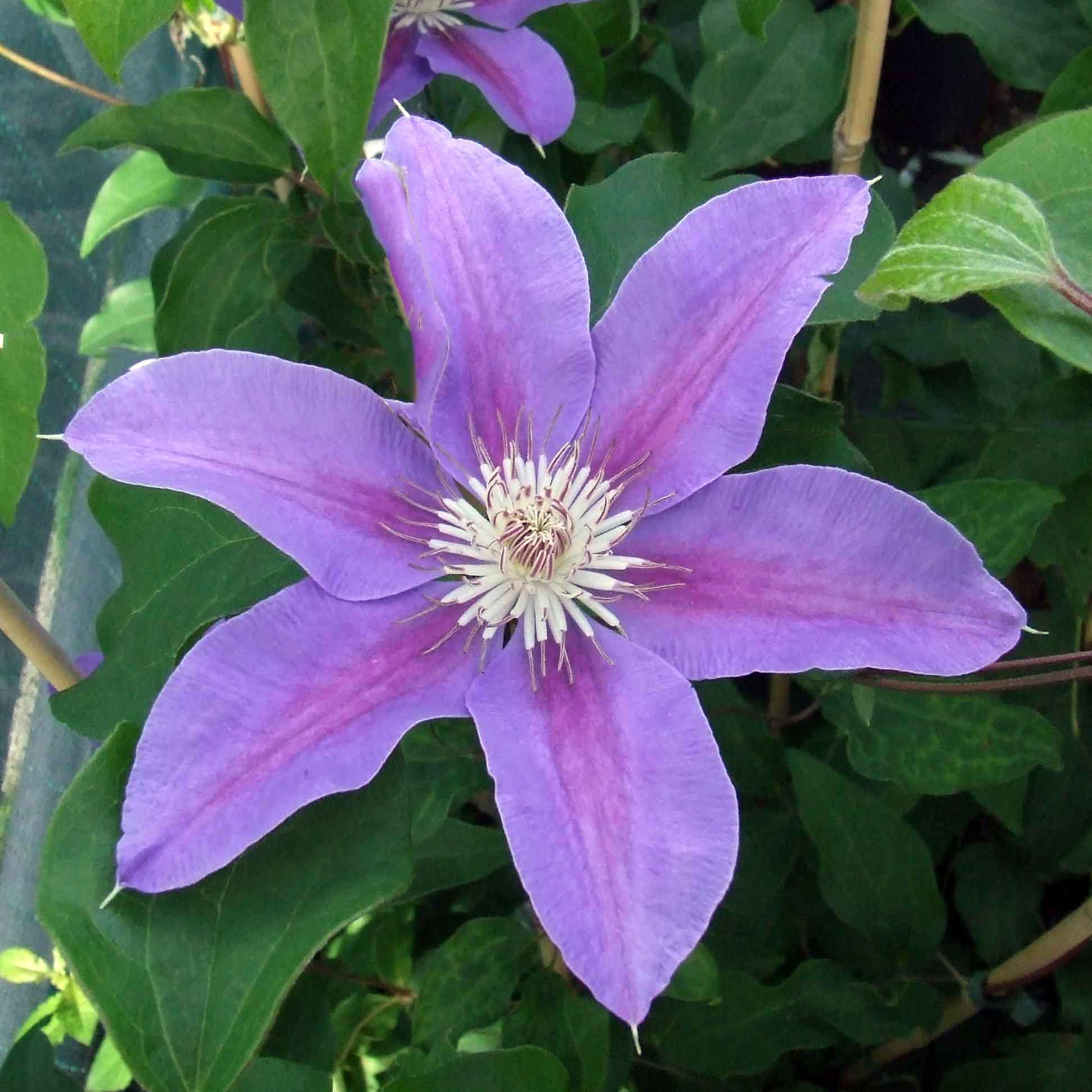 Clematis Etoile de Malicorne Superior Quality Climbers ...