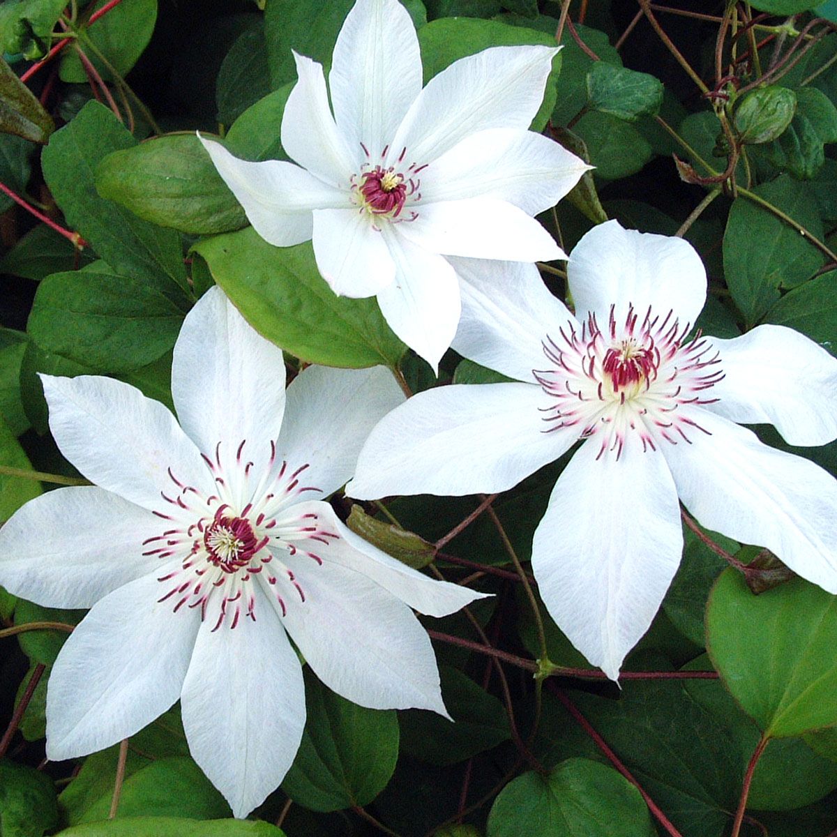 Clematis Fair Rosamond Superior Quality Climbers - thorncroftclematis.co.uk