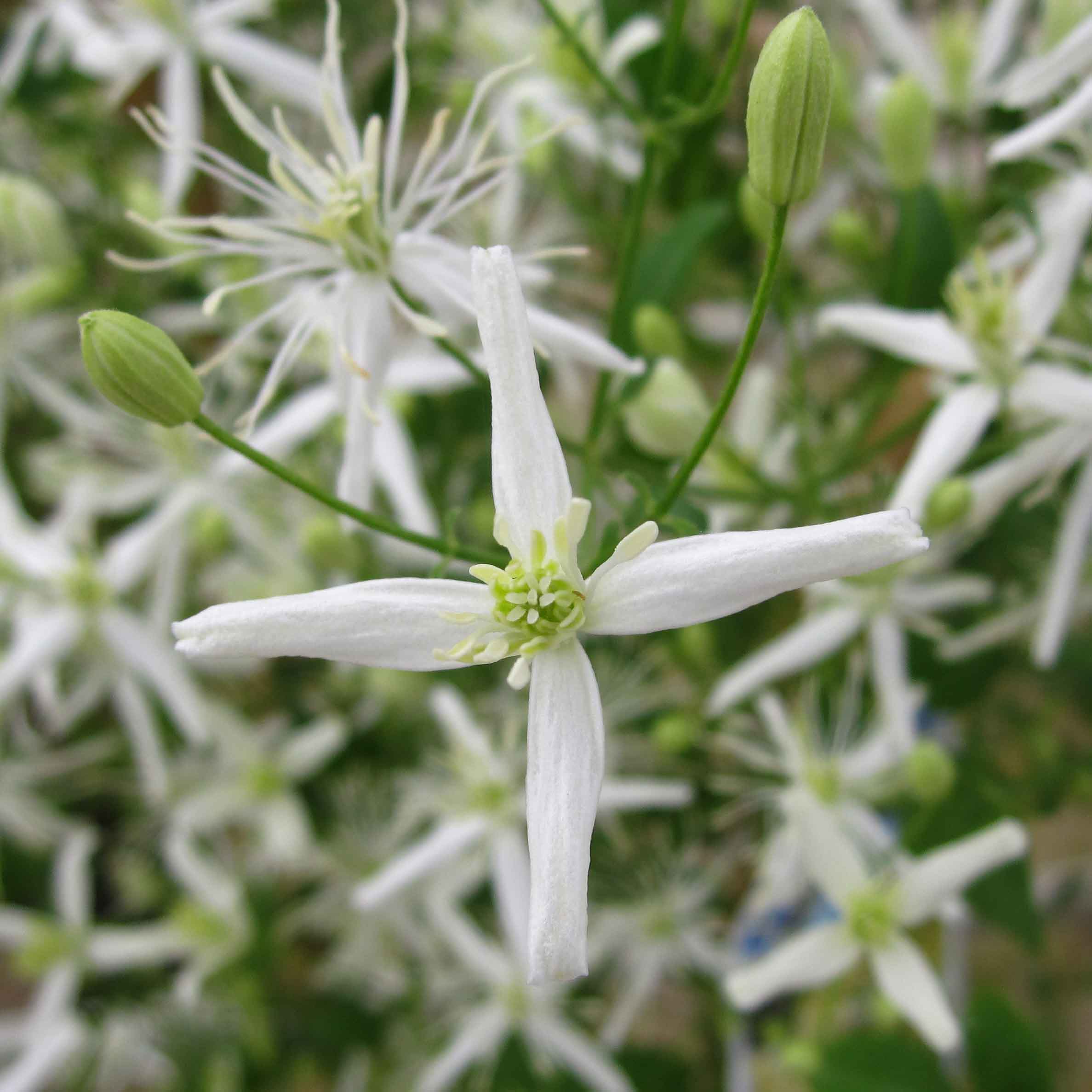 Clematis flammula