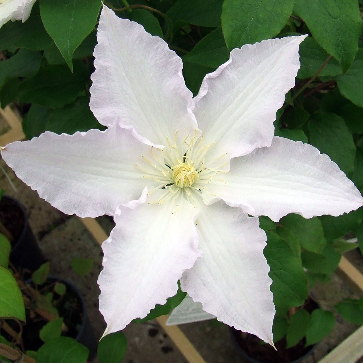 Clematis Gillian Blades Superior Quality Climbers - thorncroftclematis ...