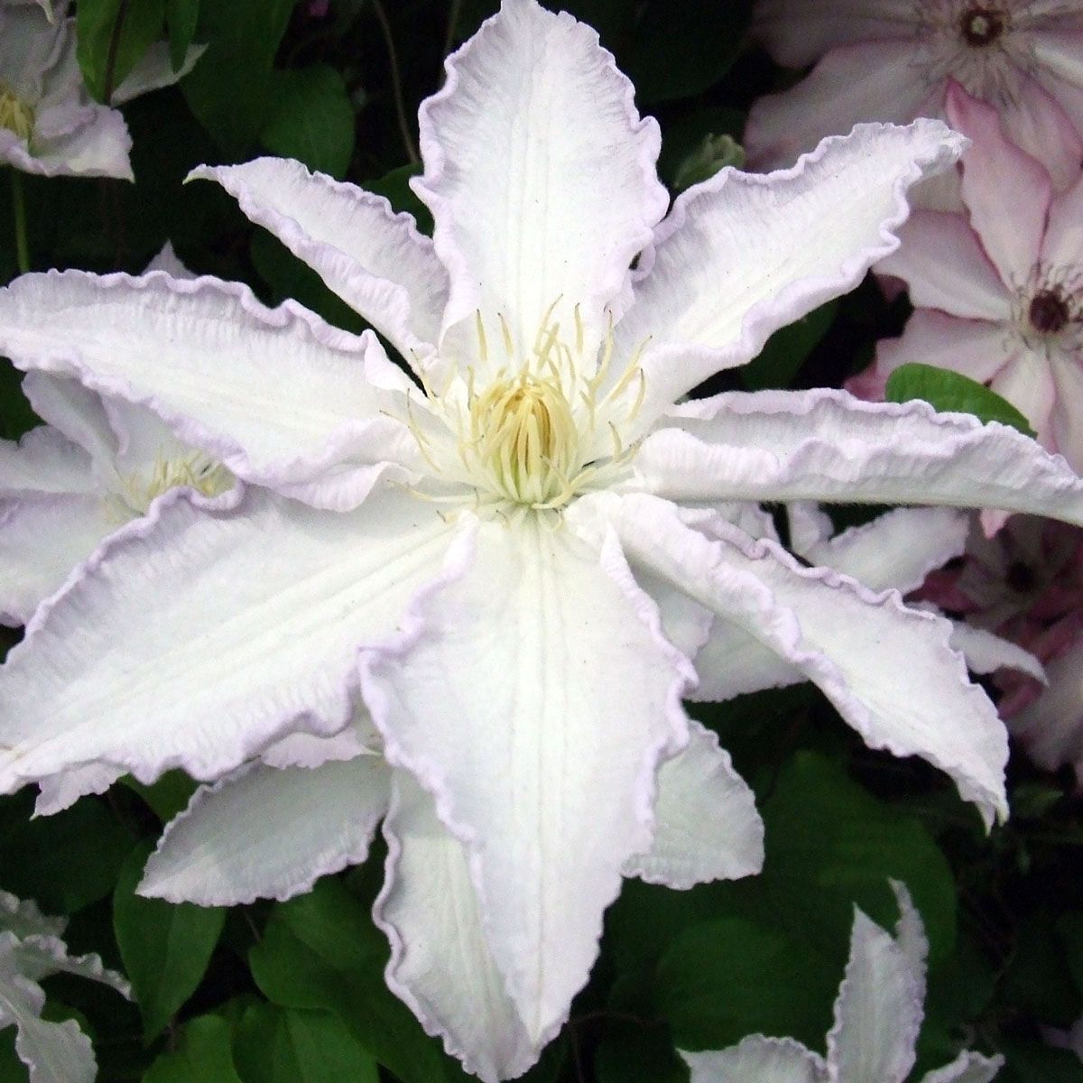 Clematis Gillian Blades Superior Quality Climbers - thorncroftclematis ...