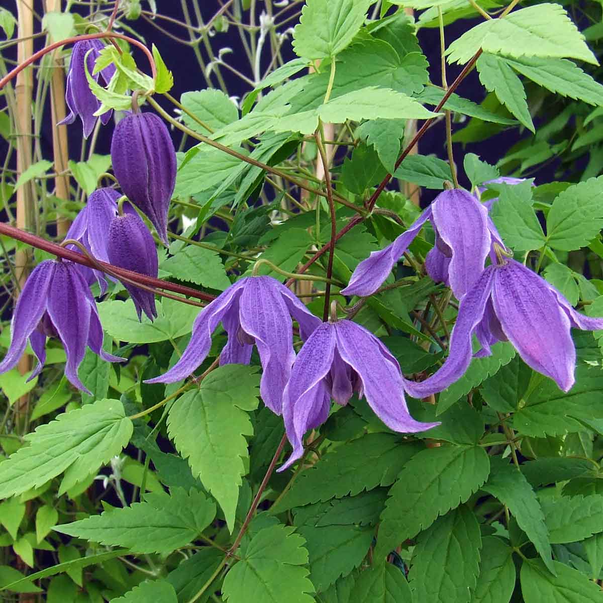 Clematis Helsingborg Superior Quality Climbers - thorncroftclematis.co.uk