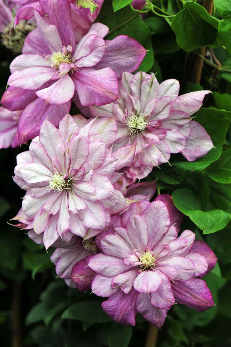 Clematis Innocent Glance Superior Quality Climbers - thorncroftclematis ...