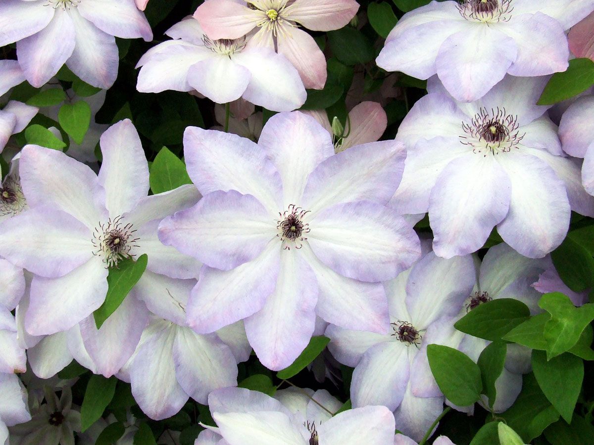 Clematis Ivan Olsson Superior Quality Climbers - thorncroftclematis.co.uk