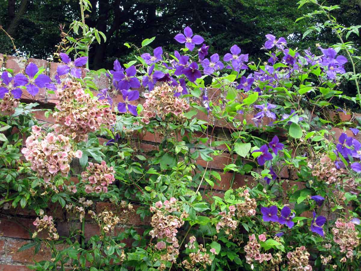 Clematis Jackmanii Superior Quality Climbers - thorncroftclematis.co.uk