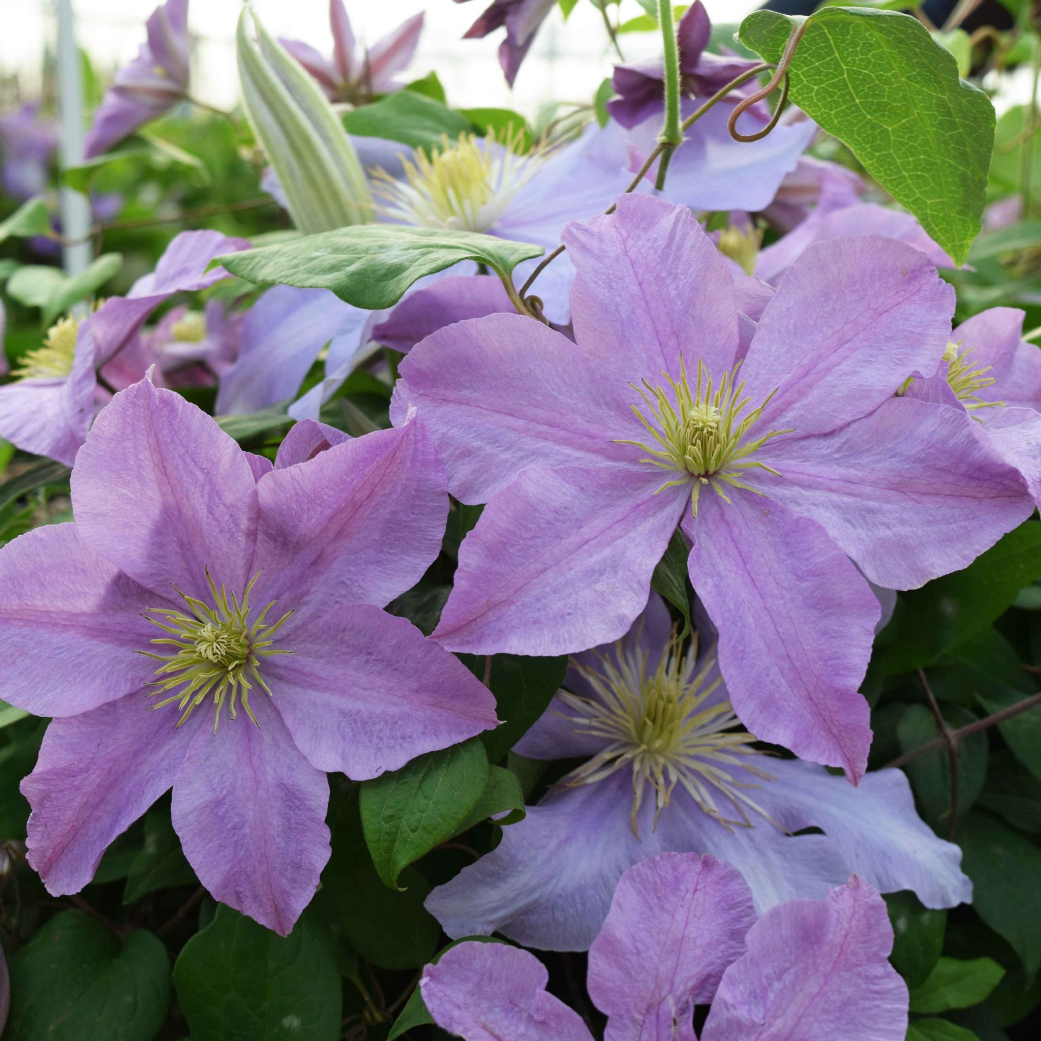 Clematis Madame Baron Veillard Superior Quality Climbers ...