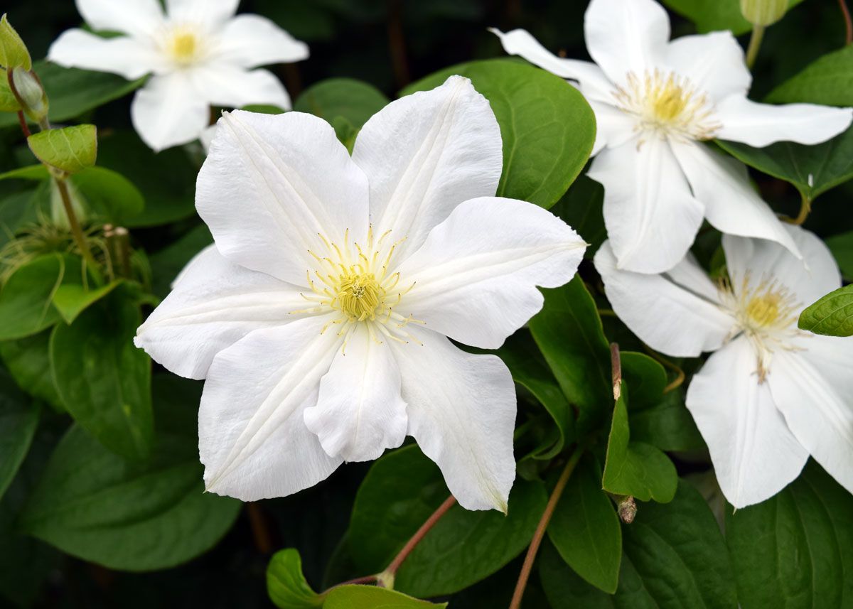 Clematis Marie Boisselot Mme Le Coultre Superior Quality Climbers ...