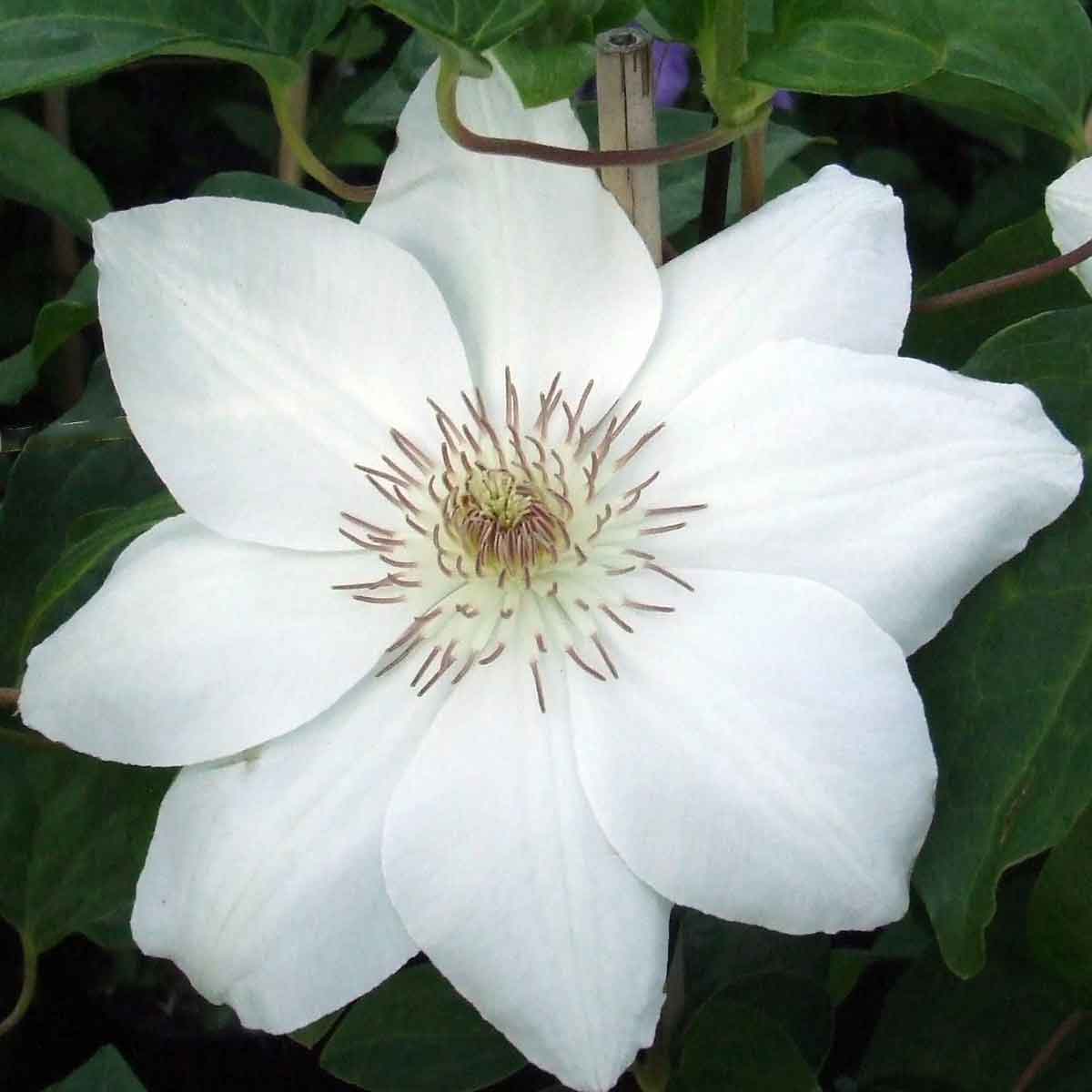 Clematis Mrs George Jackman Superior Quality Climbers ...