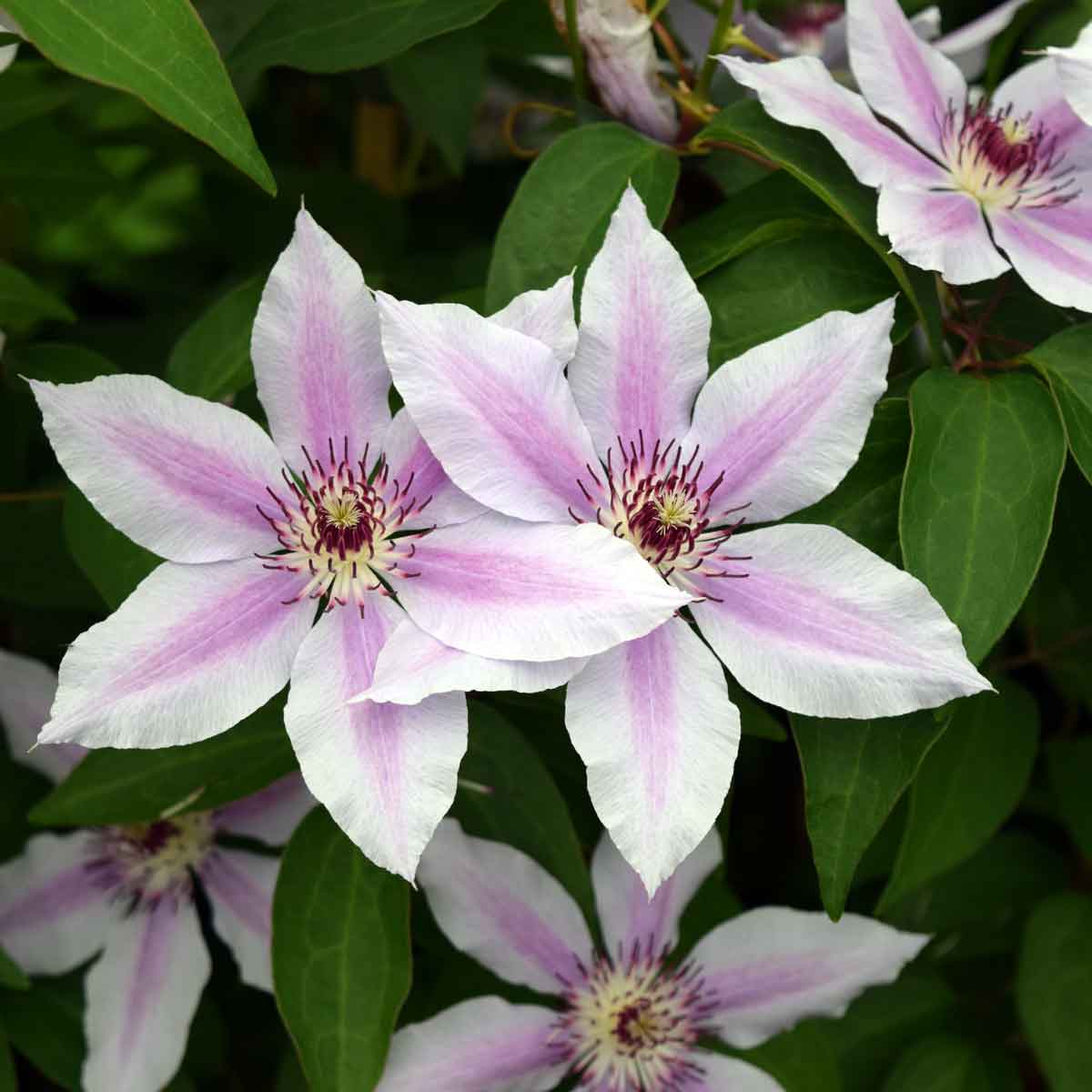 Clematis Nelly Moser Superior Quality Climbers - thorncroftclematis.co.uk