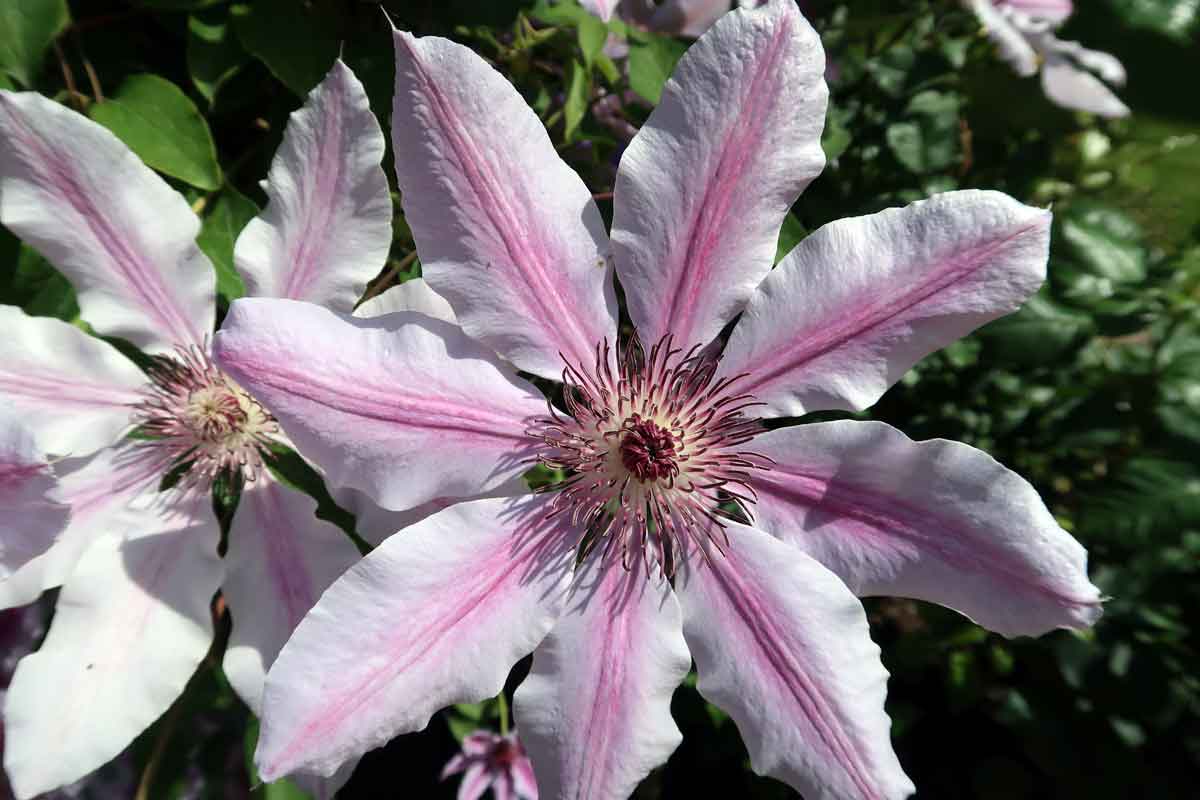 Clematis Nelly Moser Superior Quality Climbers - thorncroftclematis.co.uk