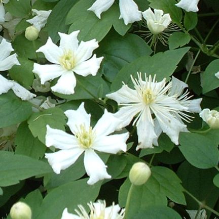 Clematis Paul Farges Fargesioides SUMMER SNOW Superior Quality Climbers ...