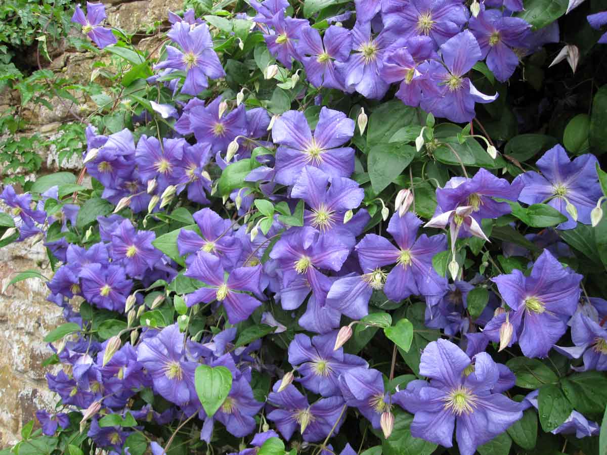 Clematis Perle Dazur Superior Quality Climbers - Thorncroftclematis.co.uk