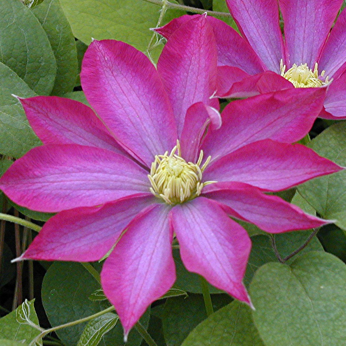 Clematis PINK CHAMPAGNE Kakio Superior Quality Climbers ...