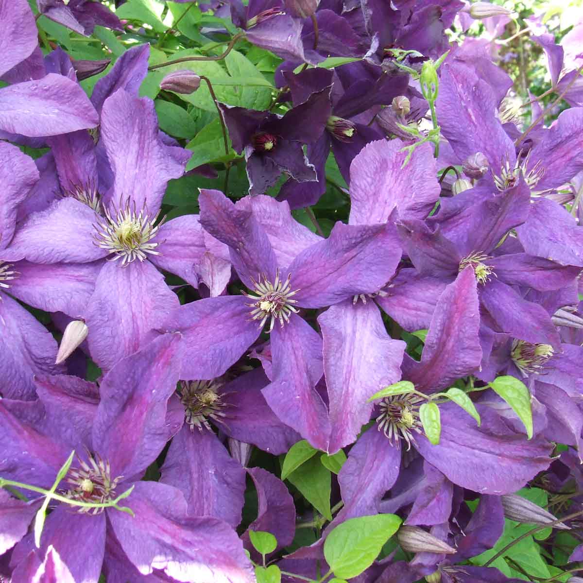 Clematis Polish Spirit Superior Quality Climbers - thorncroftclematis.co.uk