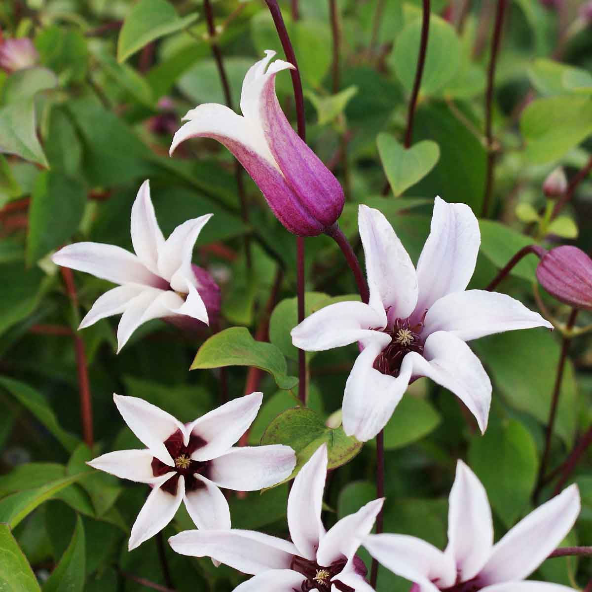 Clematis PRINCESS Zoprika Mail Order Quality Climbers - thorncroftclematis.co.uk
